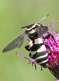 Triepeolus remigatus